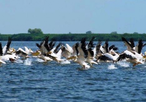 Rezervatia naturala Iezer Calarasi poza